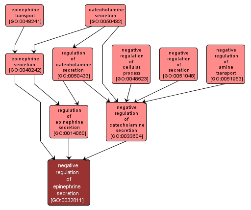 GO:0032811 - negative regulation of epinephrine secretion (interactive image map)