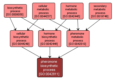 GO:0042811 - pheromone biosynthetic process (interactive image map)