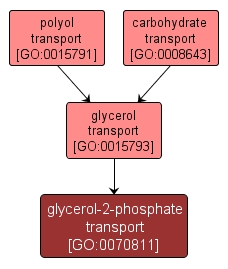 GO:0070811 - glycerol-2-phosphate transport (interactive image map)