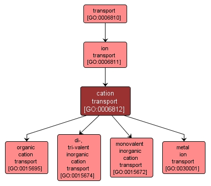 GO:0006812 - cation transport (interactive image map)