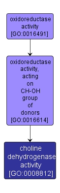 GO:0008812 - choline dehydrogenase activity (interactive image map)