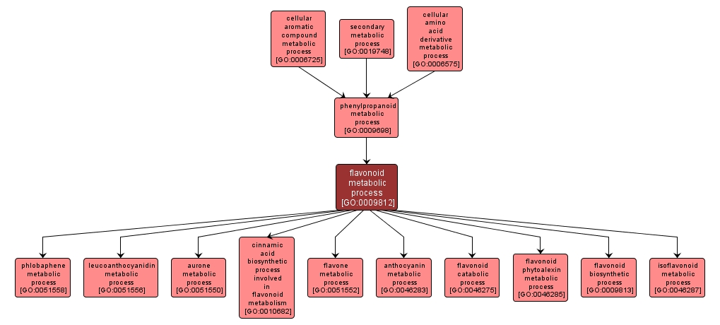 GO:0009812 - flavonoid metabolic process (interactive image map)