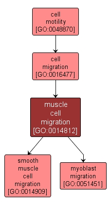 GO:0014812 - muscle cell migration (interactive image map)
