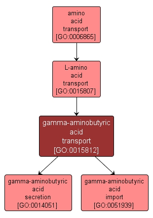 GO:0015812 - gamma-aminobutyric acid transport (interactive image map)