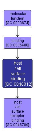 GO:0046812 - host cell surface binding (interactive image map)