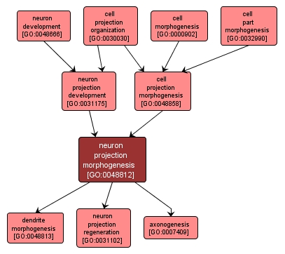 GO:0048812 - neuron projection morphogenesis (interactive image map)
