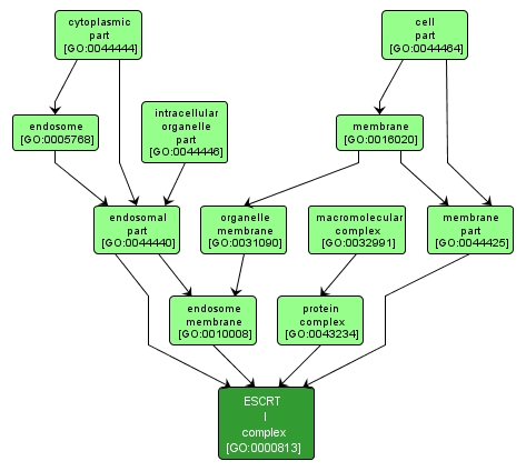 GO:0000813 - ESCRT I complex (interactive image map)