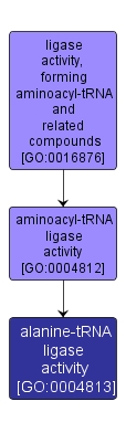 GO:0004813 - alanine-tRNA ligase activity (interactive image map)