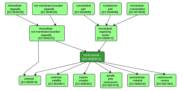 GO:0005813 - centrosome (interactive image map)