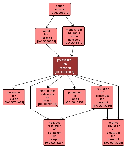 GO:0006813 - potassium ion transport (interactive image map)