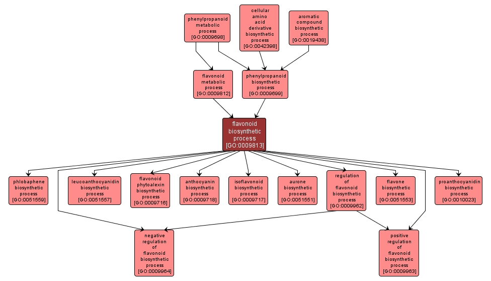 GO:0009813 - flavonoid biosynthetic process (interactive image map)