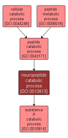 GO:0010813 - neuropeptide catabolic process (interactive image map)