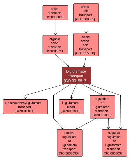 GO:0015813 - L-glutamate transport (interactive image map)