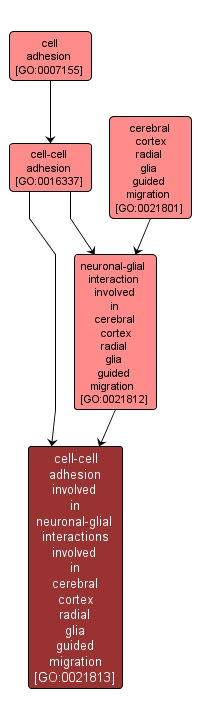 GO:0021813 - cell-cell adhesion involved in neuronal-glial interactions involved in cerebral cortex radial glia guided migration (interactive image map)