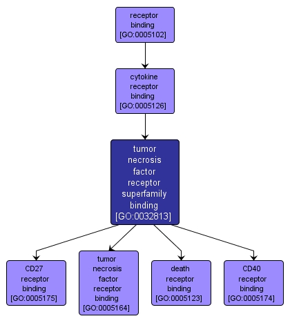 GO:0032813 - tumor necrosis factor receptor superfamily binding (interactive image map)