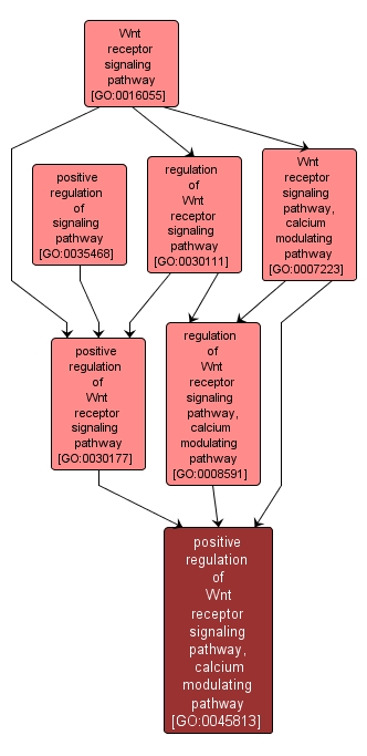 GO:0045813 - positive regulation of Wnt receptor signaling pathway, calcium modulating pathway (interactive image map)