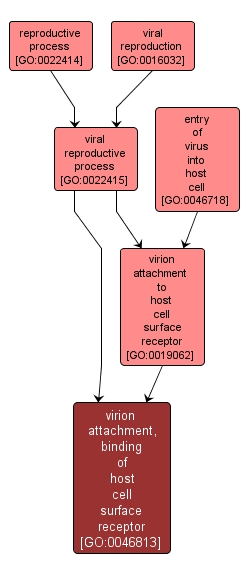 GO:0046813 - virion attachment, binding of host cell surface receptor (interactive image map)