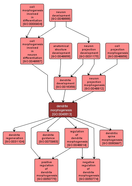 GO:0048813 - dendrite morphogenesis (interactive image map)