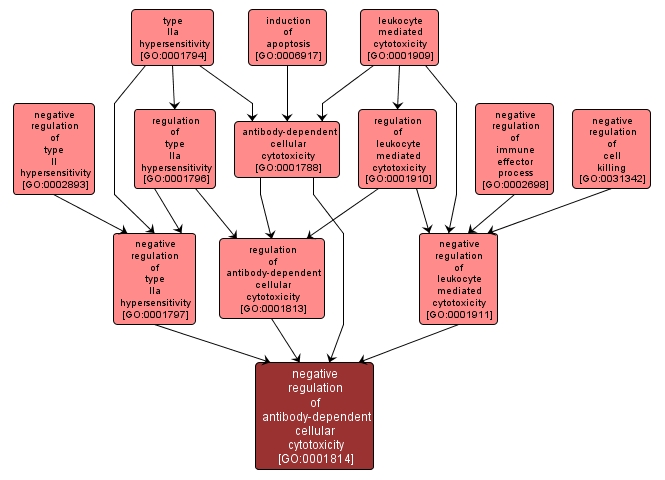 GO:0001814 - negative regulation of antibody-dependent cellular cytotoxicity (interactive image map)