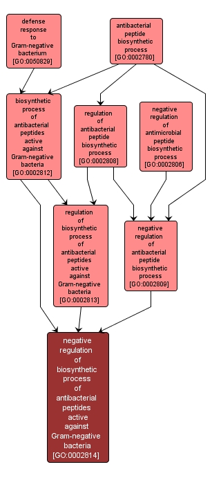 GO:0002814 - negative regulation of biosynthetic process of antibacterial peptides active against Gram-negative bacteria (interactive image map)