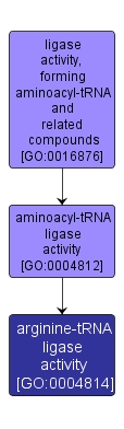 GO:0004814 - arginine-tRNA ligase activity (interactive image map)