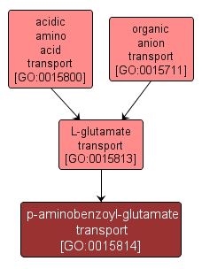 GO:0015814 - p-aminobenzoyl-glutamate transport (interactive image map)
