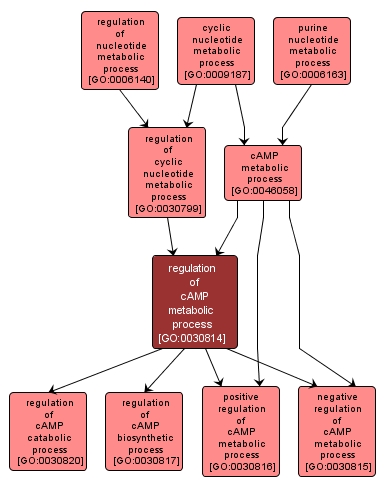 GO:0030814 - regulation of cAMP metabolic process (interactive image map)