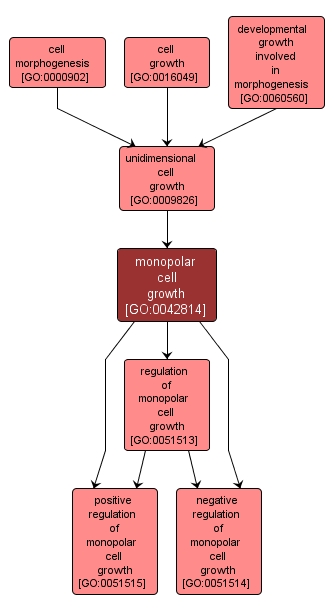 GO:0042814 - monopolar cell growth (interactive image map)