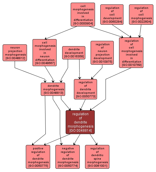 GO:0048814 - regulation of dendrite morphogenesis (interactive image map)
