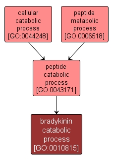 GO:0010815 - bradykinin catabolic process (interactive image map)