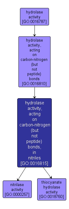 GO:0016815 - hydrolase activity, acting on carbon-nitrogen (but not peptide) bonds, in nitriles (interactive image map)