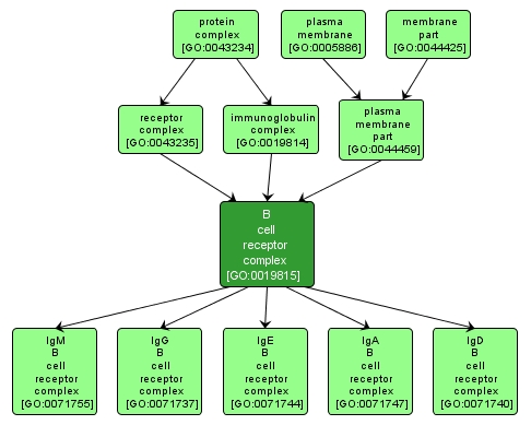 GO:0019815 - B cell receptor complex (interactive image map)