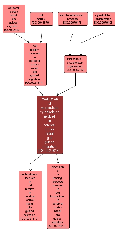 GO:0021815 - modulation of microtubule cytoskeleton involved in cerebral cortex radial glia guided migration (interactive image map)
