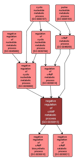 GO:0030815 - negative regulation of cAMP metabolic process (interactive image map)