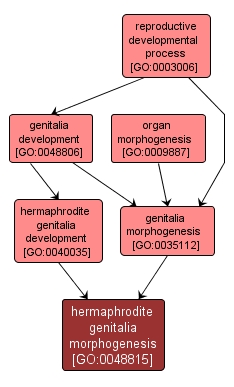 GO:0048815 - hermaphrodite genitalia morphogenesis (interactive image map)