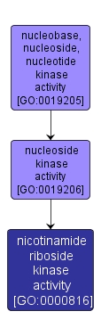 GO:0000816 - nicotinamide riboside kinase activity (interactive image map)