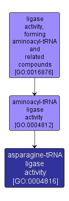 GO:0004816 - asparagine-tRNA ligase activity (interactive image map)