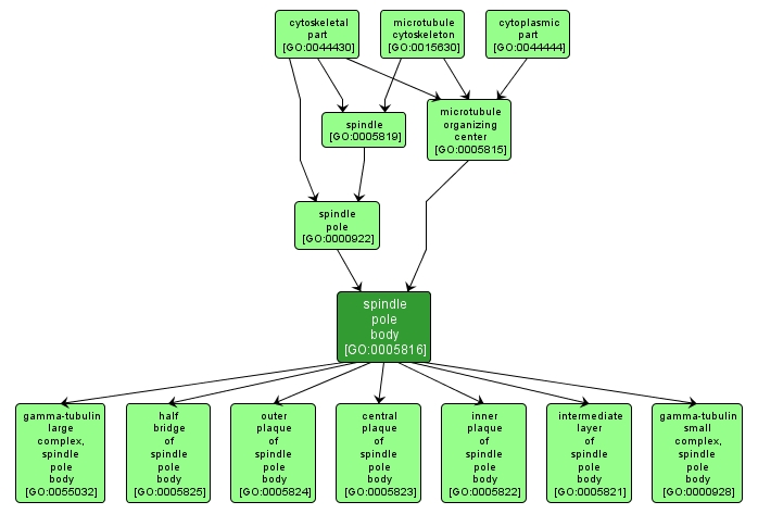 GO:0005816 - spindle pole body (interactive image map)