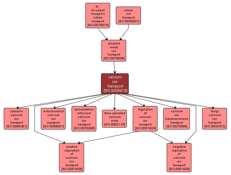 GO:0006816 - calcium ion transport (interactive image map)