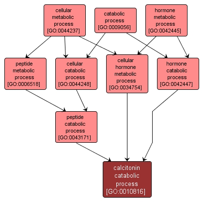GO:0010816 - calcitonin catabolic process (interactive image map)