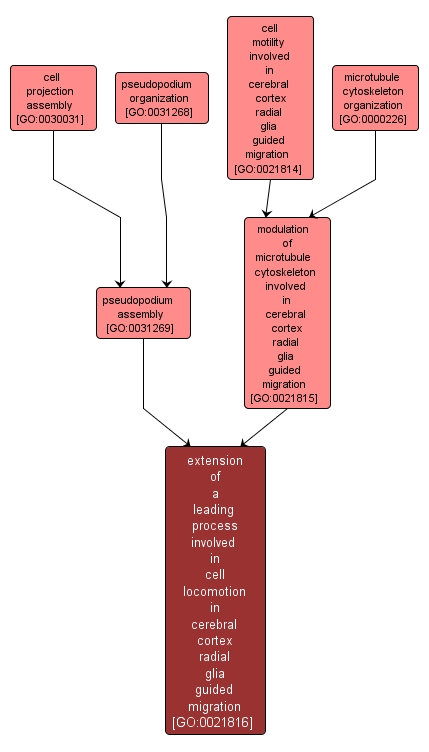 GO:0021816 - extension of a leading process involved in cell locomotion in cerebral cortex radial glia guided migration (interactive image map)