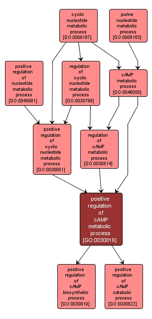 GO:0030816 - positive regulation of cAMP metabolic process (interactive image map)