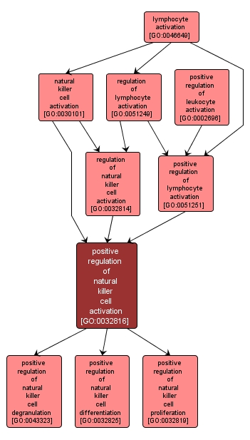 GO:0032816 - positive regulation of natural killer cell activation (interactive image map)