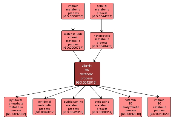 GO:0042816 - vitamin B6 metabolic process (interactive image map)