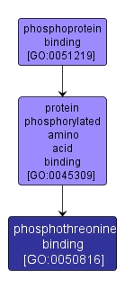GO:0050816 - phosphothreonine binding (interactive image map)
