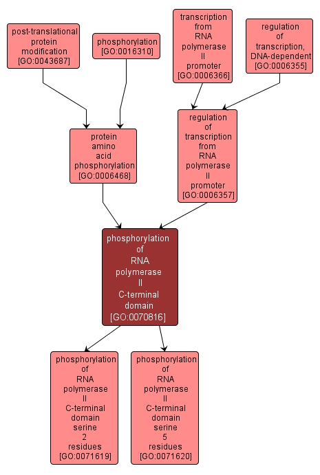 GO:0070816 - phosphorylation of RNA polymerase II C-terminal domain (interactive image map)