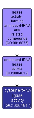 GO:0004817 - cysteine-tRNA ligase activity (interactive image map)