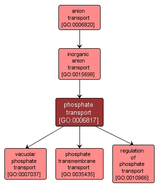 GO:0006817 - phosphate transport (interactive image map)