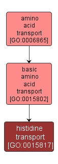GO:0015817 - histidine transport (interactive image map)