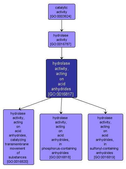 GO:0016817 - hydrolase activity, acting on acid anhydrides (interactive image map)
